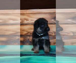 German Shepherd Dog Puppy for Sale in FORT PLAIN, New York USA