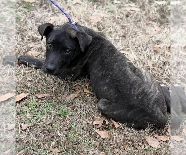 Medium Photo #3 Holland Shepherd-Unknown Mix Puppy For Sale in Yardley, PA, USA