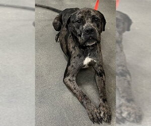 Mutt Dogs for adoption in Forestville, MD, USA