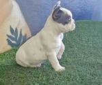 Small Photo #13 French Bulldog Puppy For Sale in CALABASAS, CA, USA