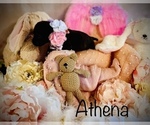 Image preview for Ad Listing. Nickname: Athena