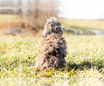 Small Photo #6 Goldendoodle (Miniature) Puppy For Sale in WARSAW, IN, USA