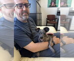 Small #2 Miniature Schnauzer Mix