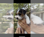 Small Photo #12 Jack Russell Terrier Puppy For Sale in ALTOONA, FL, USA