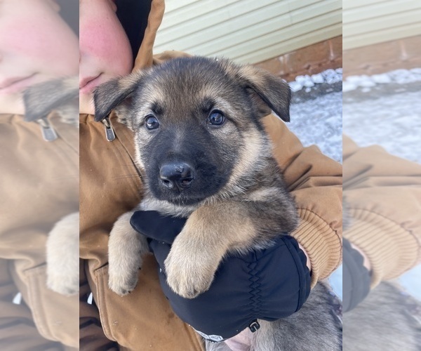 Medium Photo #7 German Shepherd Dog Puppy For Sale in MADISON HEIGHTS, VA, USA