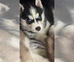 Small #4 Siberian Husky