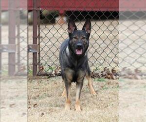 Mutt Dogs for adoption in Grovetown, GA, USA