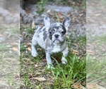 Image preview for Ad Listing. Nickname: Europe Frenchie