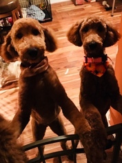 Poodle (Standard) Puppy for sale in EVERETT, WA, USA