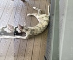 Small #3 Great Dane