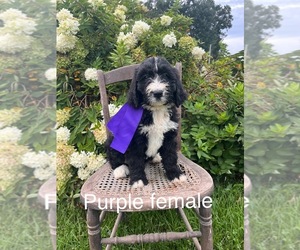 Bernedoodle Puppy for sale in SPENCER, IN, USA