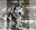 Small Huskies  Mix