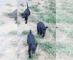 Small #6 Labrador Retriever