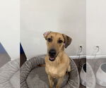 Small #3 Catahoula Leopard Dog Mix