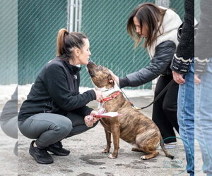 Sage - Female American Staffordshire Terrier-Boxer Mix Dog for Adoption - Photo #4