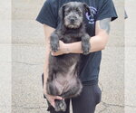 Small #3 Labrador Retriever Mix