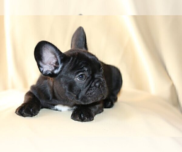 Medium Photo #1 French Bulldog Puppy For Sale in SHORT HILLS, NJ, USA
