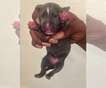 Small Photo #9 American Pit Bull Terrier Puppy For Sale in NEWARK, NJ, USA
