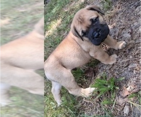Medium Photo #12 Bullmastiff Puppy For Sale in CAMDEN, TN, USA