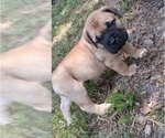 Small #11 Bullmastiff