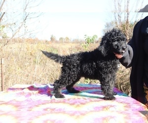 Goldendoodle Puppy for sale in RIPLEY, TN, USA