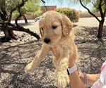 Puppy Purple Pumpkin Goldendoodle