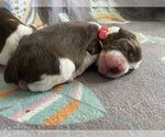 Small #1 English Springer Spaniel