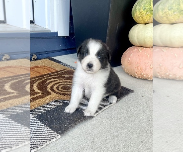 Medium Photo #6 Australian Shepherd Puppy For Sale in LODA, IL, USA