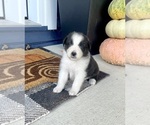 Small #5 Australian Shepherd