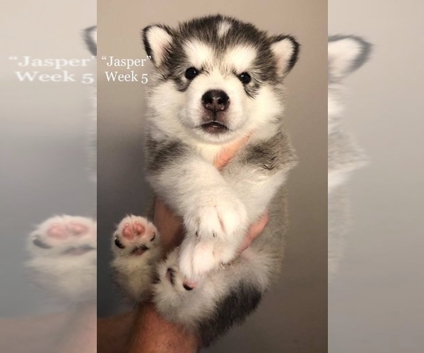 Medium Photo #1 Alaskan Malamute Puppy For Sale in GROTTOES, VA, USA