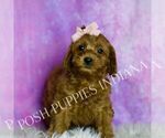 Small #2 Cavapoo (Miniature)