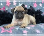 Small Photo #8 Pug Puppy For Sale in LAKELAND, FL, USA