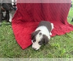 Small Photo #65 Borador Puppy For Sale in MARION, VA, USA