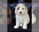Puppy Maine Australian Labradoodle