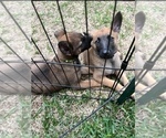 Small Photo #5 Belgian Malinois Puppy For Sale in COLLEGE STATION, TX, USA