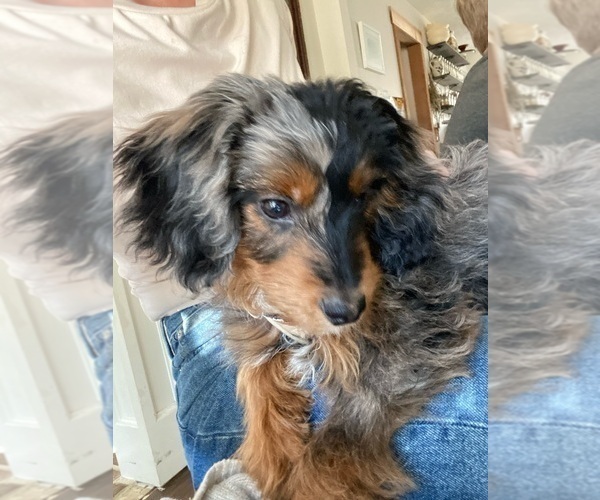 Medium Photo #6 Aussiedoodle Miniature  Puppy For Sale in ACWORTH, GA, USA