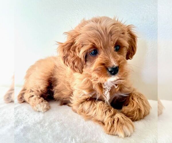 Medium Photo #3 Cavapoo (Miniature) Puppy For Sale in NEWPORT, PA, USA