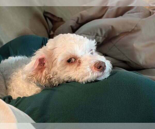 Medium Photo #2 Poodle (Miniature)-Unknown Mix Puppy For Sale in Plymouth, MN, USA