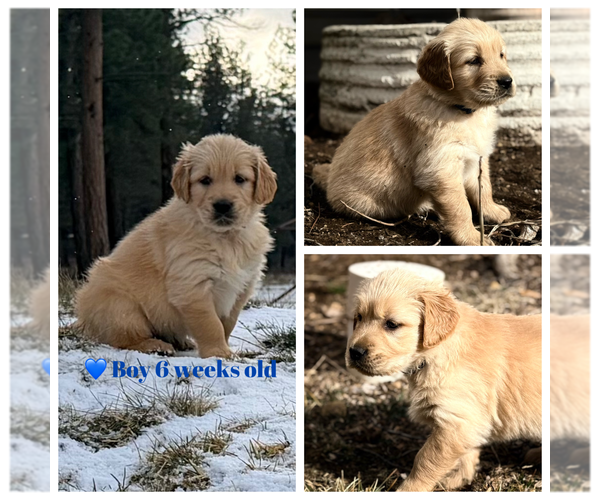 Medium Photo #1 Golden Retriever Puppy For Sale in SISTERS, OR, USA