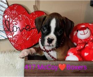 Boxer Puppy for sale in SPRINGFIELD, MO, USA