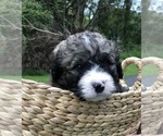 Small Photo #2 Bernedoodle Puppy For Sale in STEWARTSVILLE, NJ, USA