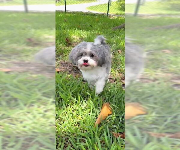 Medium Photo #5 Shih Tzu Puppy For Sale in Weston, FL, USA