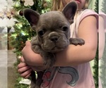 Small #1 French Bulldog