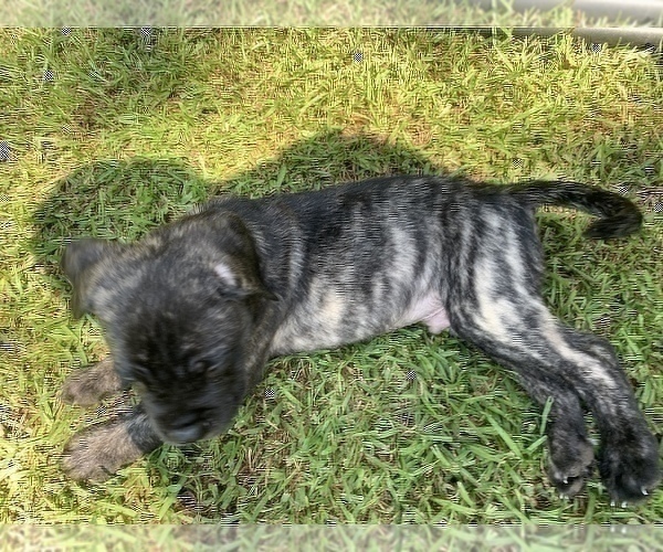 Medium Photo #6 Mastiff Puppy For Sale in VILLA RICA, GA, USA