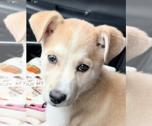 Medium Photo #1 Labsky Puppy For Sale in Omaha, NE, USA