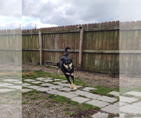 Medium Photo #4 Mutt Puppy For Sale in Evansville, IN, USA