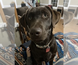 Father of the Labrador Retriever puppies born on 03/13/2023