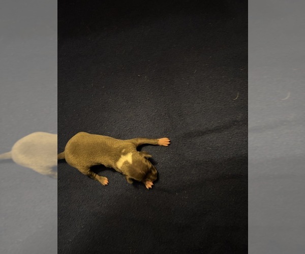 Medium Photo #2 Italian Greyhound Puppy For Sale in STILLWATER, OK, USA