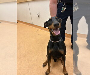 Doberman Pinscher Dogs for adoption in Martinez, CA, USA