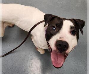 American Pit Bull Terrier-Bull Terrier Mix Dogs for adoption in Denver, CO, USA